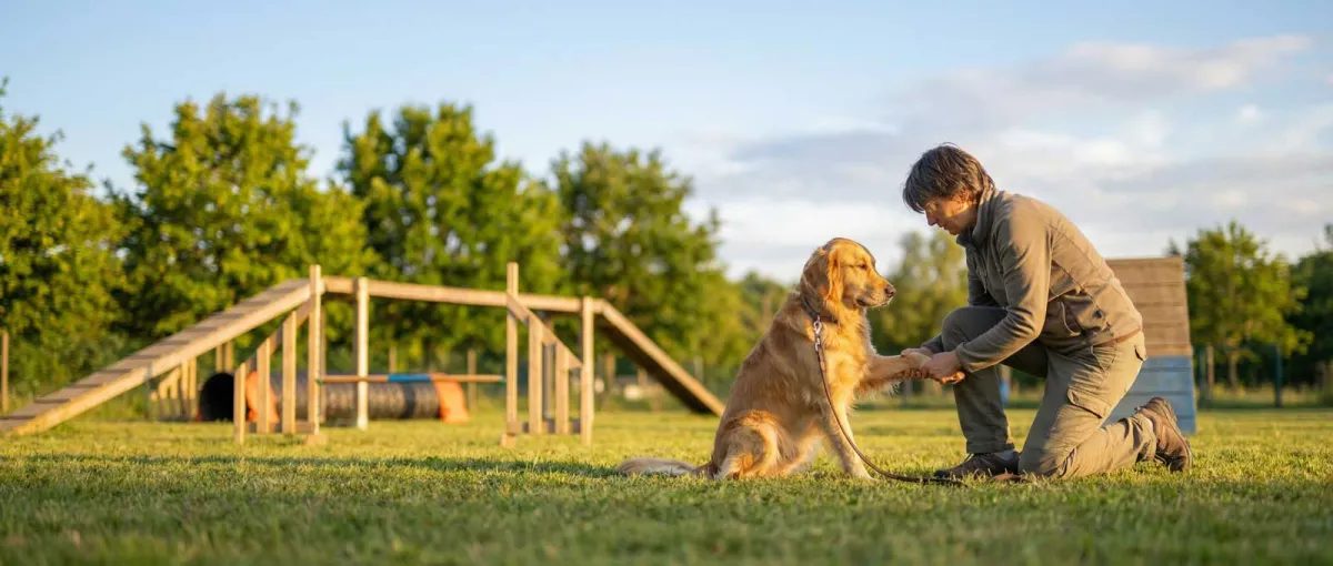 Chien s'échauffant au trot aux côtés de son maître avant une séance d'agility en parc canin.